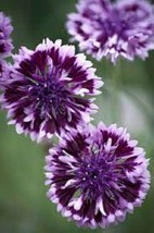  50 Purple Bachelor&#39;s Button Seeds Annual Seed Flower Flowers Garden 609 A THO52 - £9.75 GBP