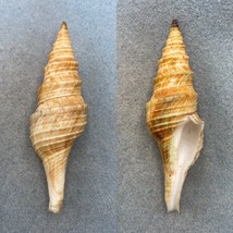 Polystira nobilis 88mm F+ Dredged, Gulf Of California, Mexico Turridae - $7.92