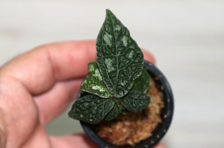 ELATOSTEMA SP. THAILAND COMPANION PLANT POTTED