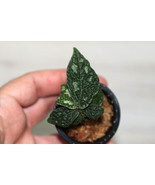 ELATOSTEMA SP. THAILAND COMPANION PLANT POTTED - $36.55