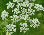 Caraway Seeds 300 Herb For Growing Garden European Culinary Spice Fast S... - £7.20 GBP