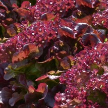 US Seller Ruby Red Lettuce Seeds 600 Vegetable Garden - £6.80 GBP