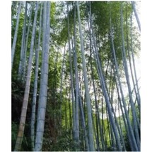 50 Ma Zhu Bamboo Seeds Privacy Climbing Garden Clumping Shade Screen - £10.20 GBP