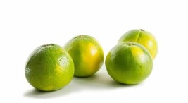 5+ Cocktail Grapefruit Seeds Max Sweet and Juicy  Citrus Maxima Pomelo |... - £3.60 GBP+