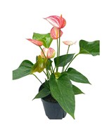 Anthurium Peppermint, 6 inch, Extremely Rare and Limited Pink and White ... - $55.88