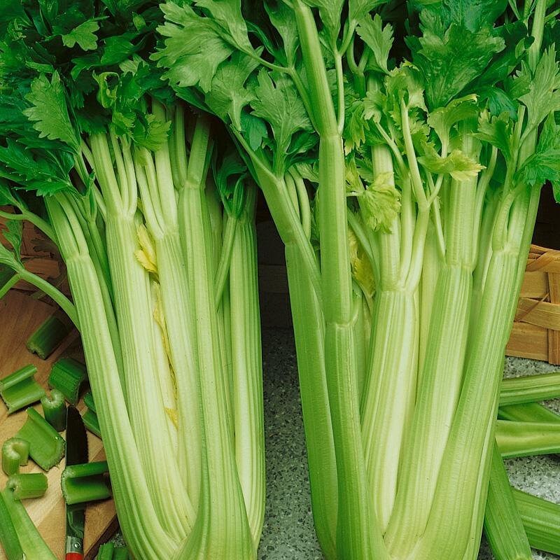 Organic Celery tall seeds - code 863 - 1gr Item image 2