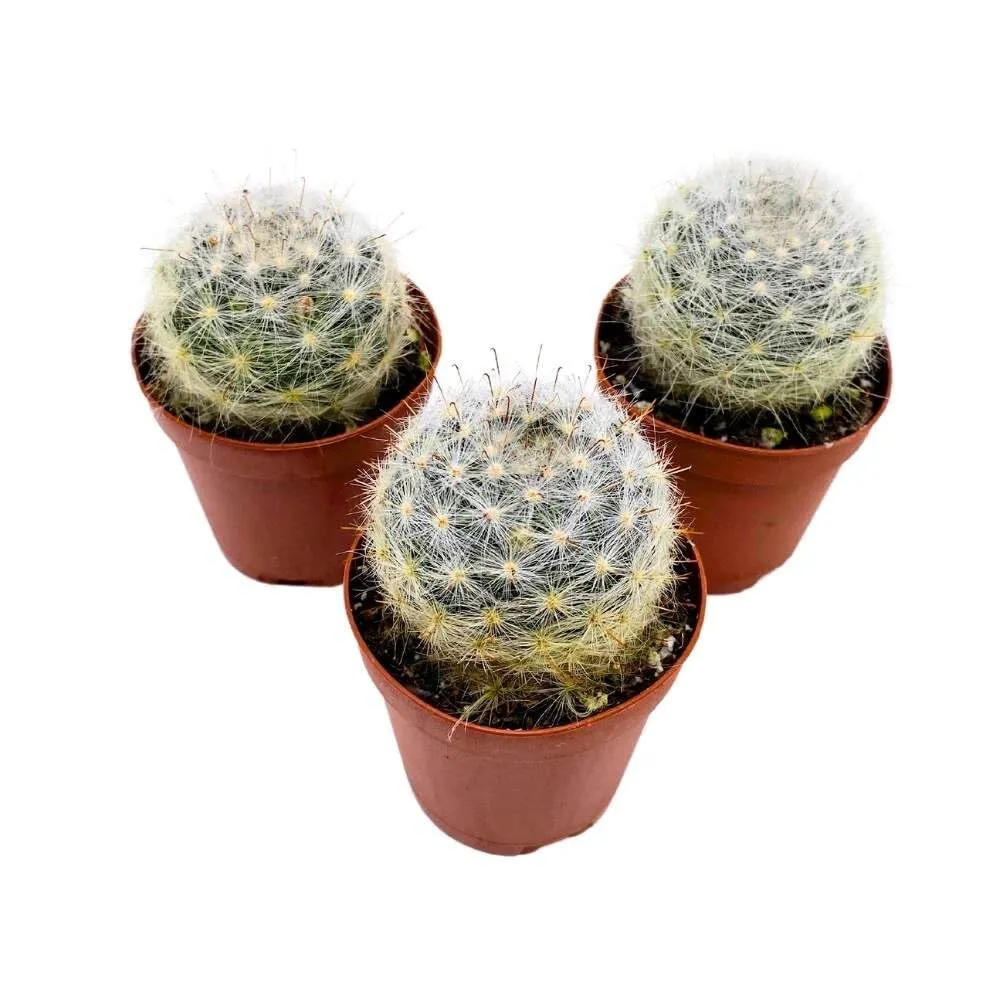 Powder Puff Cactus 2 in Set of 3 Mammillaria bocasana White Yellow Crown of Fl - £32.57 GBP