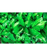 200 Culantro Seeds – Mexican Coriander | Ngo Gai | Recao | Cilantro Ancho - $13.99