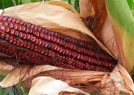 Corn Bloody Butcher Dent, 50 Seeds R - £12.93 GBP