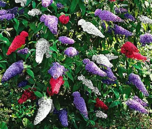 Jocadew Butterfly Bush Mixed Colors Buddleia Davidii Jocad (200 Seeds) Garden - $58.00