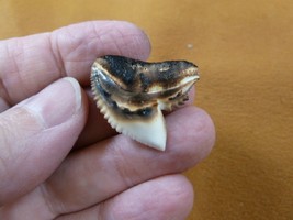 (s5-O) 1-3/16&quot; inch White TIGER SHARK torched TOOTH teeth made to order ... - £21.47 GBP