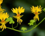 10 Canary Creeper Nasturtium Vine Tropaeolum Peregrinum Yellow Bird Heir... - $13.00