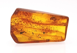  Natural Fossil Baltic Amber with Insect Inclusion / Beautiful Museum Grade  - $63.00