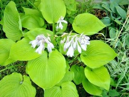 Fast Ship USA Seller 20 Sum And Substance Hosta Seeds - £7.55 GBP