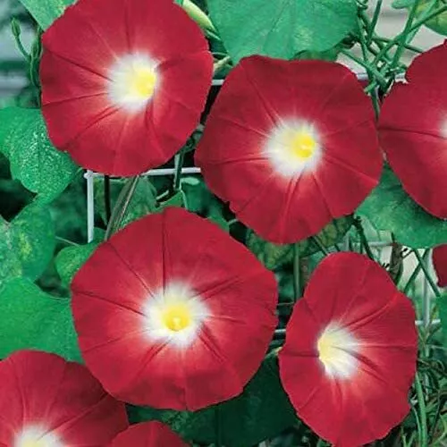 100 Red Morning Glory Climbing Vine Seeds To Grow Beautiful Flowering Vine Usa S - £15.67 GBP