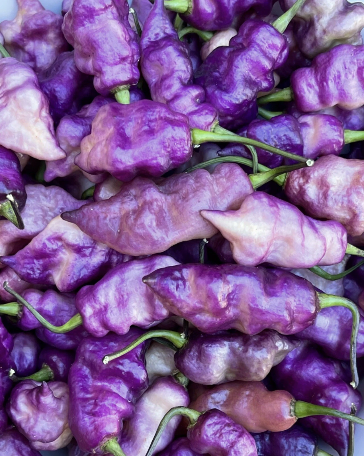 10+ Purple Dream Pepper Seeds. 100% Organically Grown In 2024. SUPERHOT! - $9.69