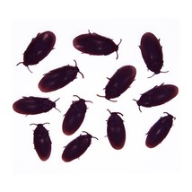 Fake Cockroach - pack of 12 - $6.39