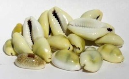 1 Lb Cowrie Shells - $58.60