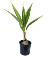 Garden Store 24&quot;&quot; Tall Sprouted Cocos Nucifera Green Coconut Plant Palm ... - $2,802.61 MXN