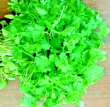 100 Cilantro Mexican Coriander Herb Pest Repellent Slowbolt Heirloom Her... - £13.80 GBP