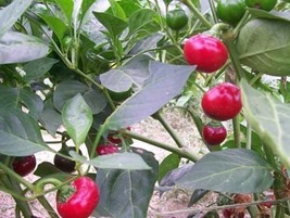 Pepper Sweet Red Cherry Great Heirloom Vegetable By Seed Kingdom 200 Seeds Fresh - £12.50 GBP