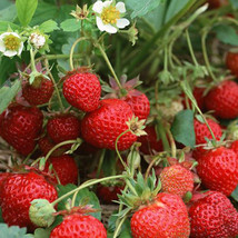 US Seller 5 Bags 200 Seeds Bag Of Medelet Series Red Strawberry - £7.53 GBP