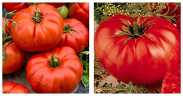 150 Seeds Beefsteak Tomato Seeds Slicing Gardening - £14.81 GBP