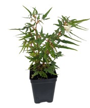 2.5&quot; Pot - Mini Maple Leaf Begonia Plant - Terrarium/Fairy Garden/House Plant - £41.55 GBP