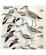 Medium Size Waders Shore Birds Varieties 1966 Color Art Print Nature ADBN1s - $19.99