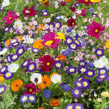 Best Wildflower Mix ROYAL MEADOW 8 Species Annual Butterflies 350 Seeds - £3.75 GBP