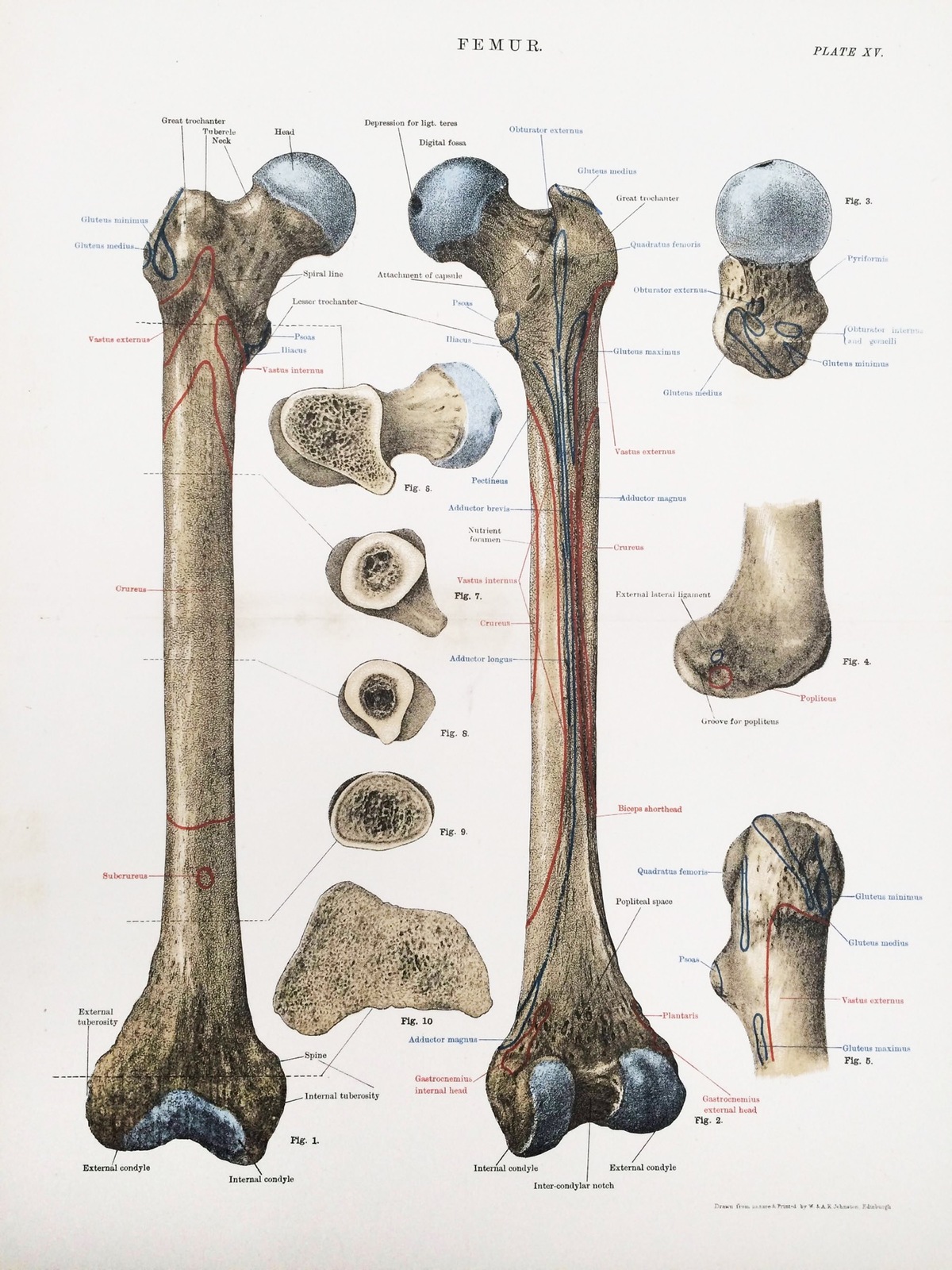 11476.Decoration Poster.Home wall Art decoration.Human anatomy bones.Medical