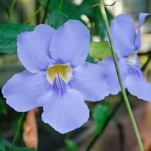 5 Bengal Clock Vine Seeds ,Thunbergia Grandiflora Seeds , Blue Trumpet V... - $7.00