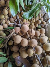 USA Seller Fresh 20 Longan Seeds Dragon Eye Fruit Sweet Delicious In Florida - £13.42 GBP