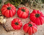 30 Mushroom Basket Tomato Seeds Heirloom Organic Non Gmo Rare Fast Shipping - £7.20 GBP