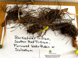 5 Rainbow Wakerobin Trillium sulcatum  Barksdale's Trilliam,  image 7