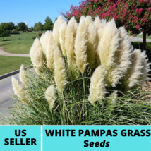 50Pcs Pampas White Ornamental Grass Seeds Cortaderia selloana Seed - £14.98 GBP