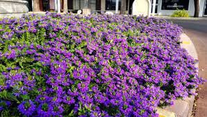 40 Seeds Scaevola Mix Flower Item image 4
