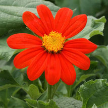 Ship From Us 1000 Mg ~100 Seeds - Mexican Sunflower - Annual Flower, TM11 - £16.43 GBP