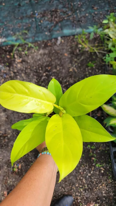 G_S Philodendron Golden GoddeS_S-lemon Lime Rooted Live Plant Super Neon... - $38.50