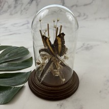 Vintage 70s Butterfly Taxidermy Cloche Glass Dome Decor Piece Dried Flow... - £28.32 GBP