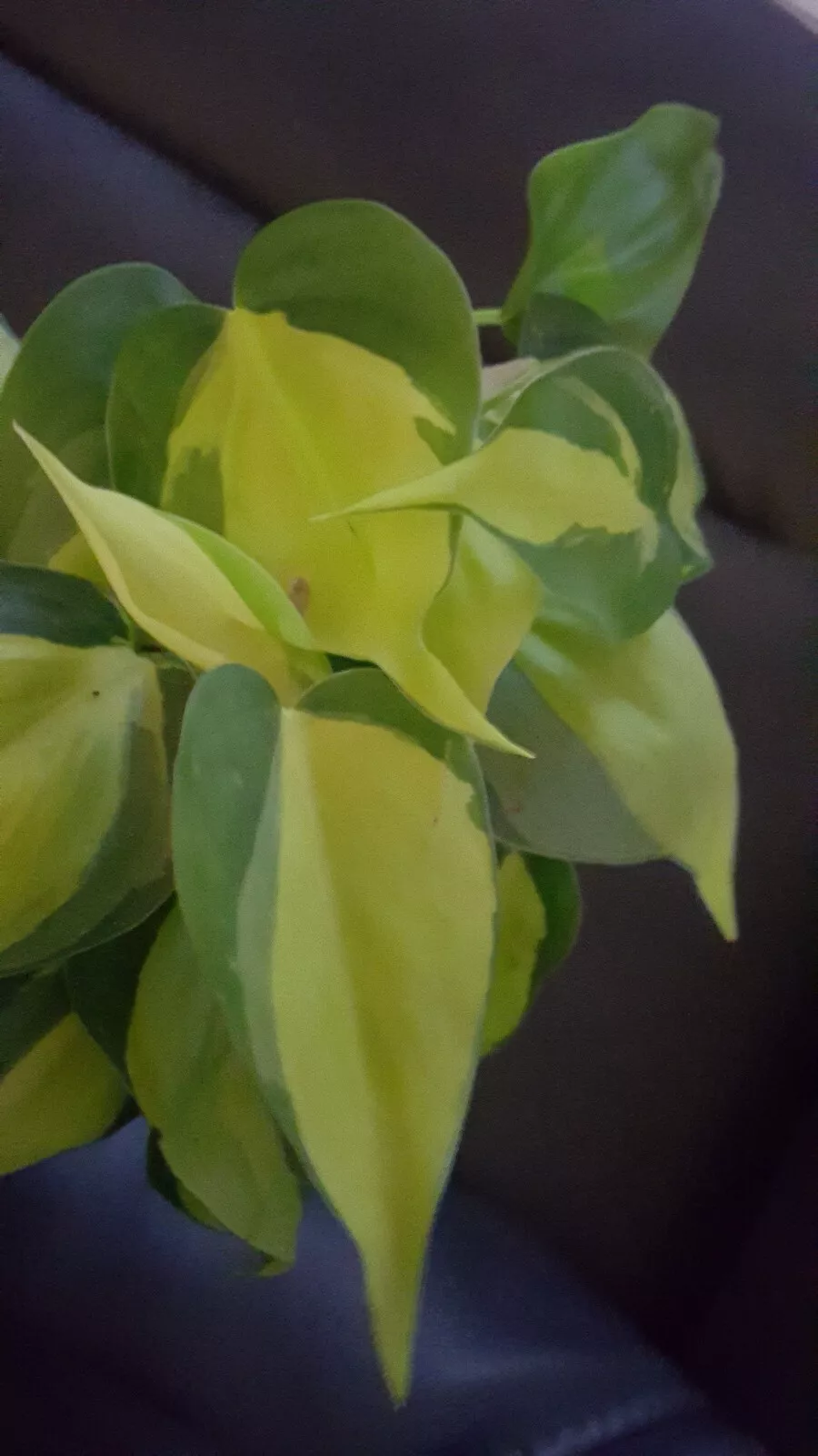 RARE BRAZIL BRASIL PHILODENDRON VINE LIVE PLANT IN 4&quot; POT ~ CLEAN AIR PU... - $29.99