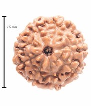 8 facettes Mukhi Java Origin Rudraksha certifié - £15.07 GBP