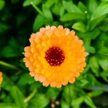 25 Pink Surprise Marigold Seeds, Flower for Garden, Easy to Grow  - €11,11 EUR