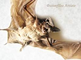 Real Javan Mastiff Bat Otomops Formosus Framed Taxidermy Museum Quality ... - £92.83 GBP