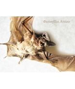 Real Javan Mastiff Bat Otomops Formosus Framed Taxidermy Museum Quality ... - £90.16 GBP