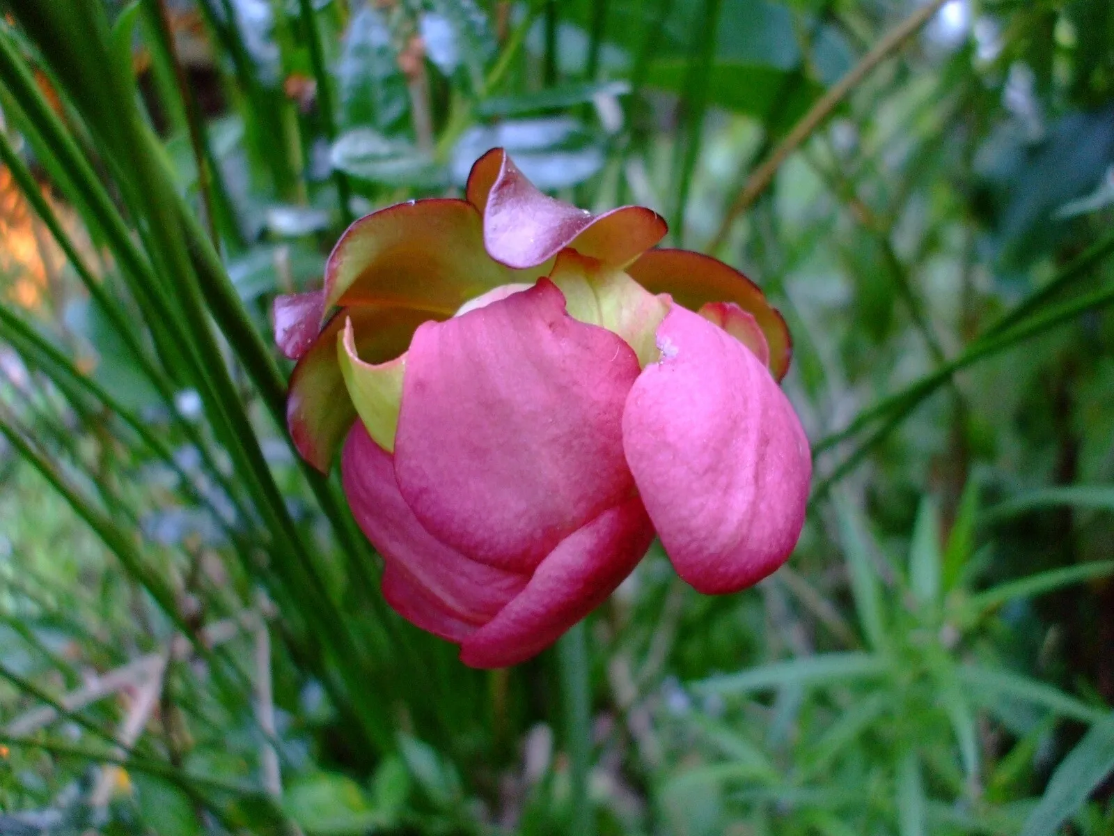 Sarracenia purpurea (Purple Pitcher Plant) wildflower seed packet - $15.79