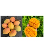 Grafted mango pickering Live fruit tropical tree manglifera - £138.79 GBP