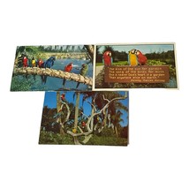 3 Busch Gardens Tampa Florida Parrot Tree Postcard 1970s - £4.69 GBP