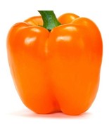 SEPTH Orange Sun Bell Pepper Seeds Capsicum Annuum B137 - $8.97