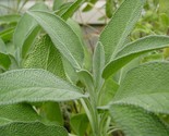 Broadleaf Sage Salvia Officinalis NON-GMO Variety Sizes  - $3.04